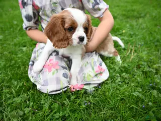 Cavalier King Charles Spaniel dogs for sale: Vince - Ad 2