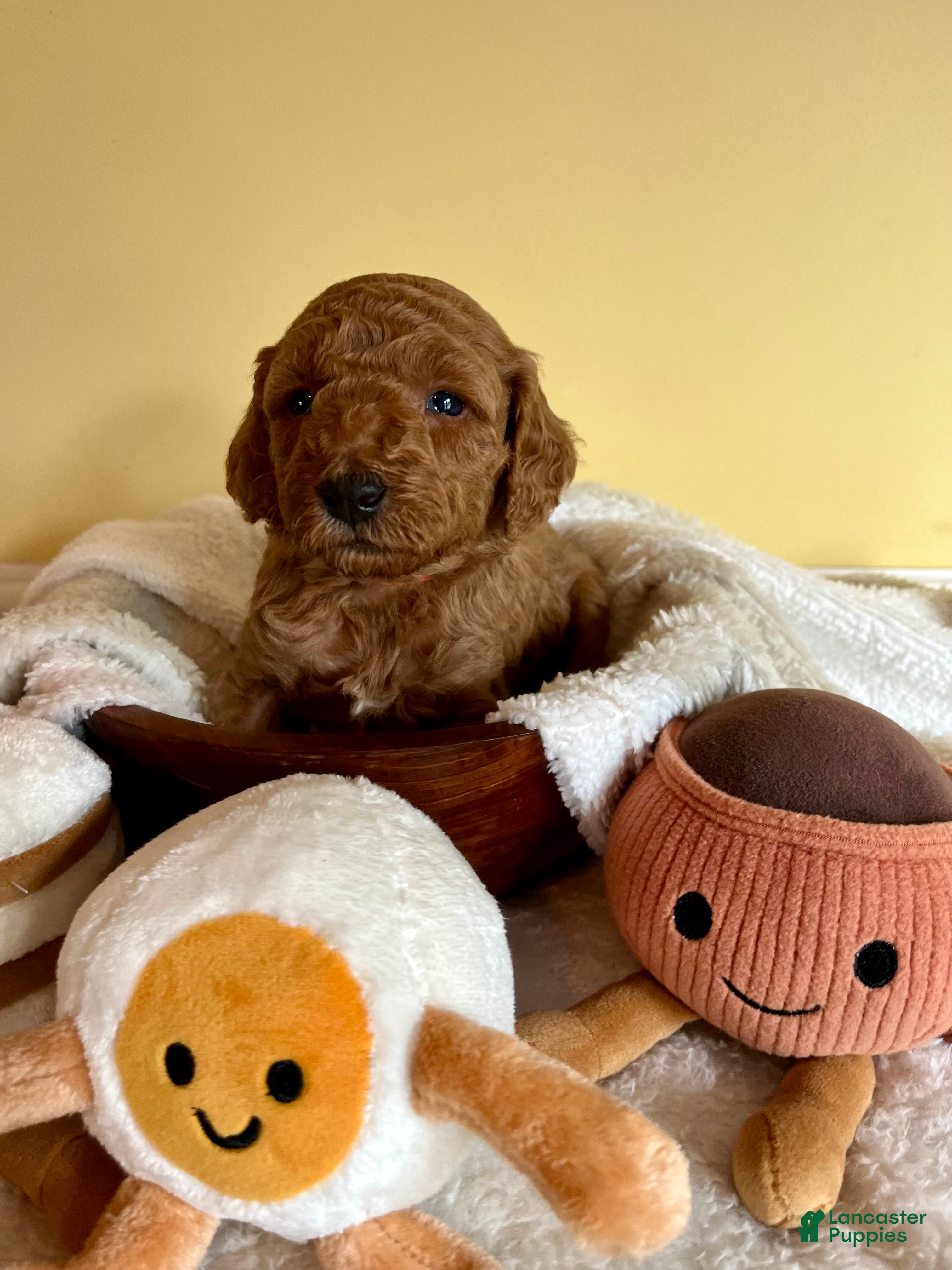 Mini Goldendoodle dogs Marmalade - Ad 17