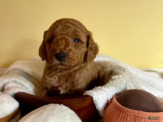 Mini Goldendoodle dogs Marmalade - Ad 17