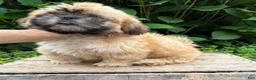 Shih Tzu dogs for sale: Jackson - Ad 4