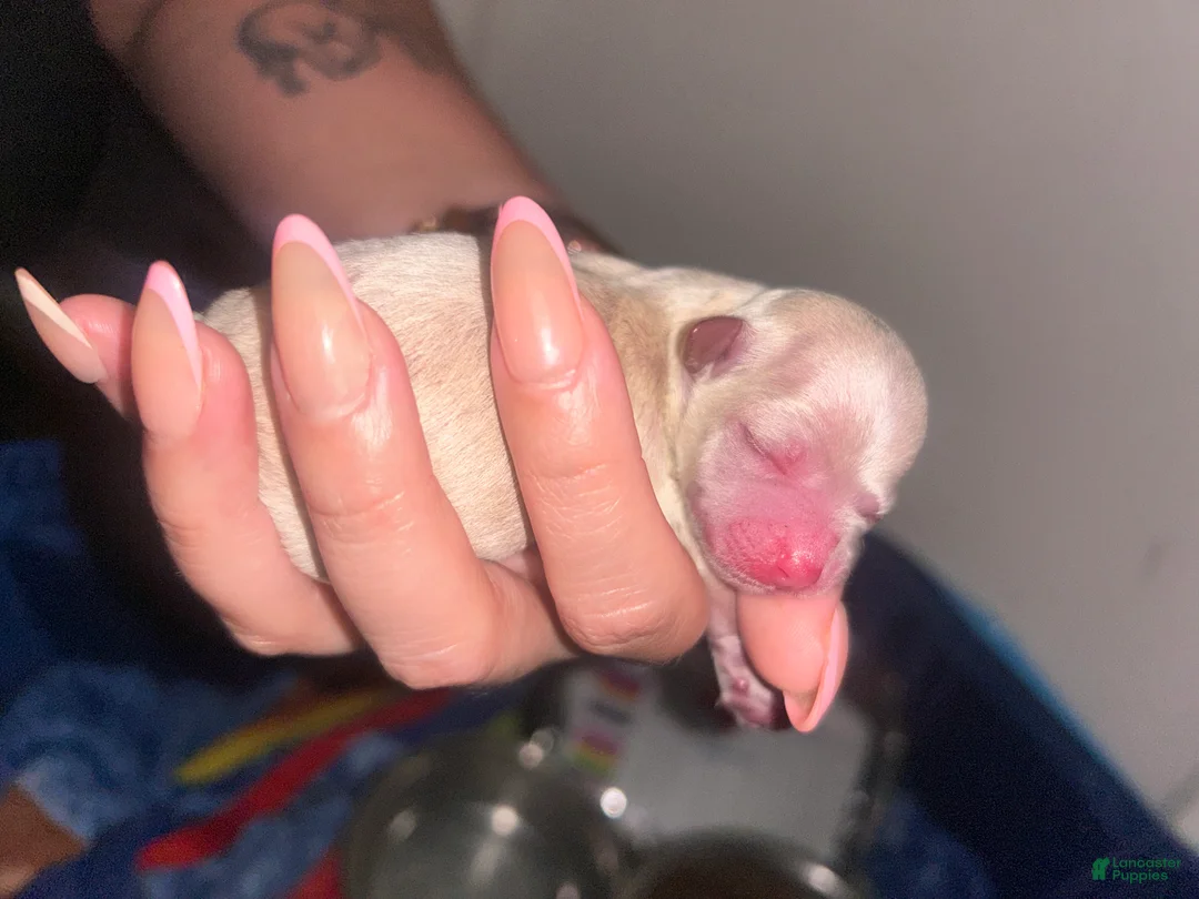 Chihuahua dogs for sale: Chihuahua 2 - Ad 1