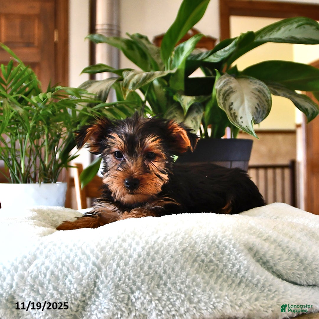 Yorkshire Terrier dogs for sale: Peter - Ad 1