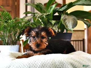 Yorkshire Terrier dogs Peter - Ad 22