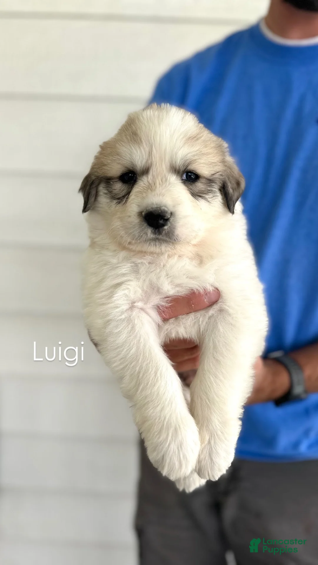 Great Pyrenees dogs for sale: Luigi - Ad 1