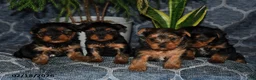 Yorkshire Terrier dogs for sale: Tennessee - Ad 5