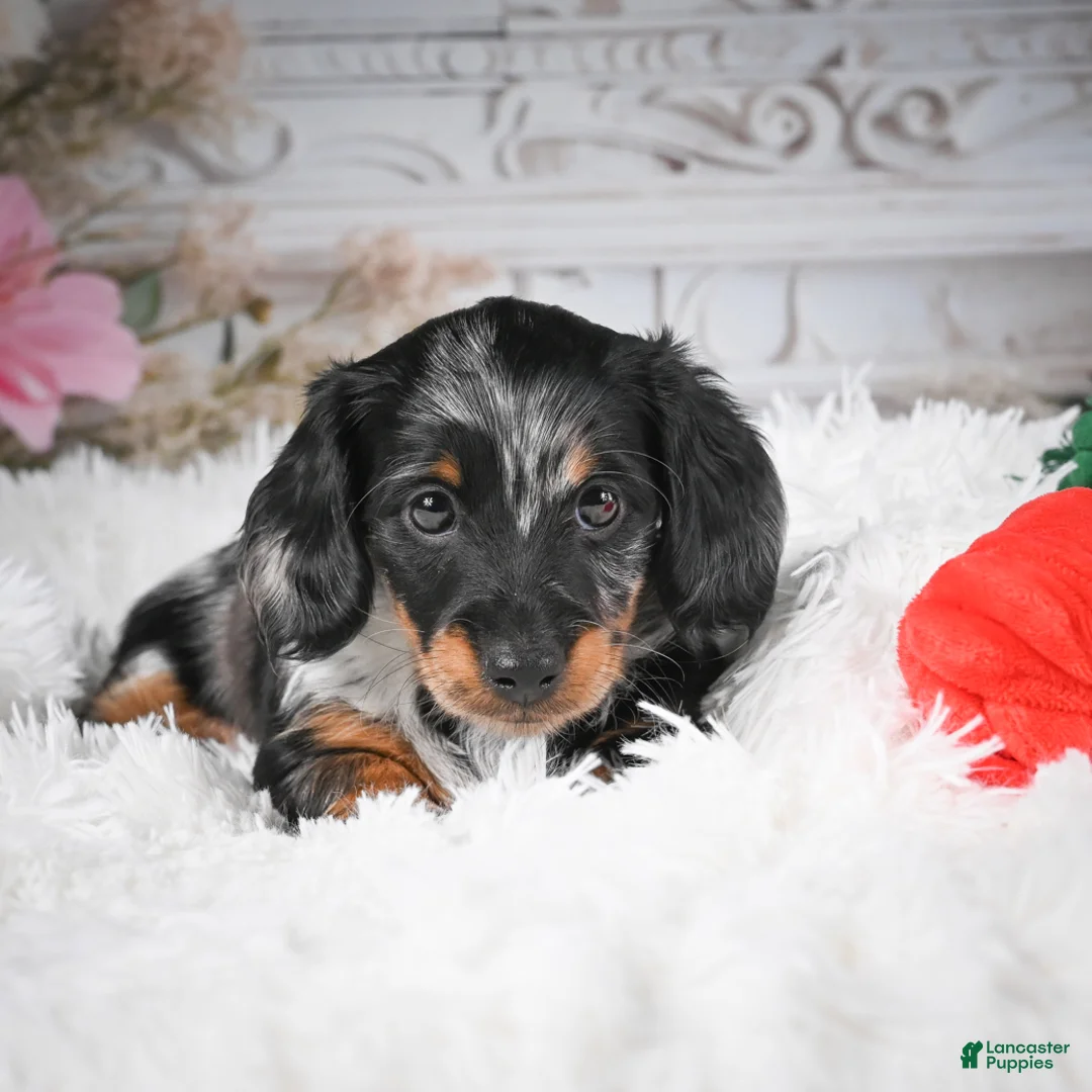 Miniature Dachshund dogs for sale: AKC-Darla - Ad 12