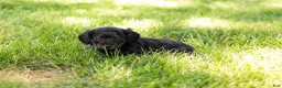 Miniature Dachshund dogs for sale: Bella  - Ad 9
