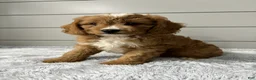 Cavapoo dogs for sale: Oscar - Ad 4