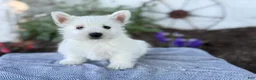West Highland Terrier dogs for sale: Blazer - Ad 5