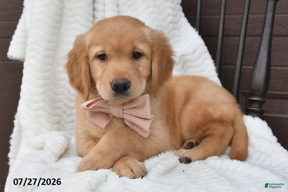 Golden Retriever dogs Callie - Ad 1