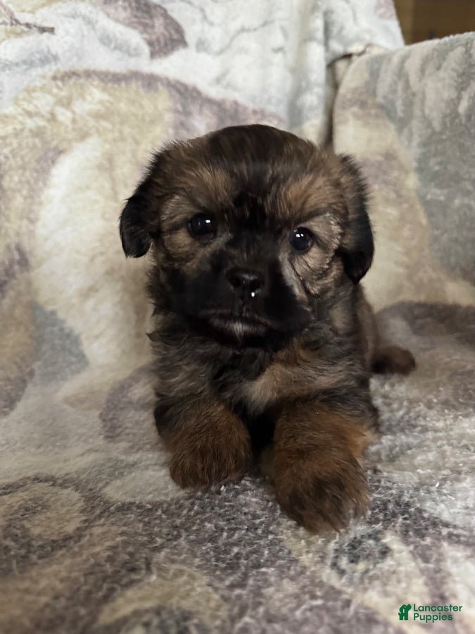 Shorkie dogs Buster - Ad 6