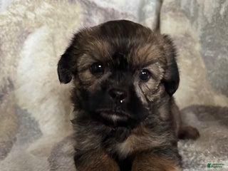 Shorkie dogs Buster - Ad 29