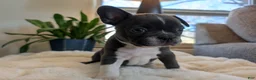 Frenchton dogs for sale: Clover - Ad 8