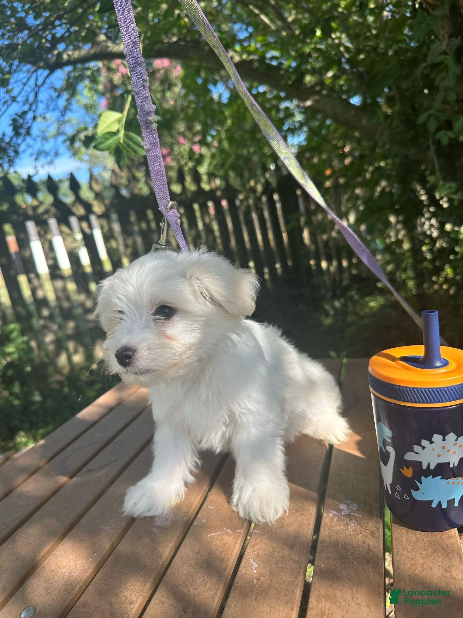 Maltese dogs Maltese 2 - Ad 1