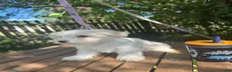 Maltese dogs for sale: Maltese 2 - Ad 1