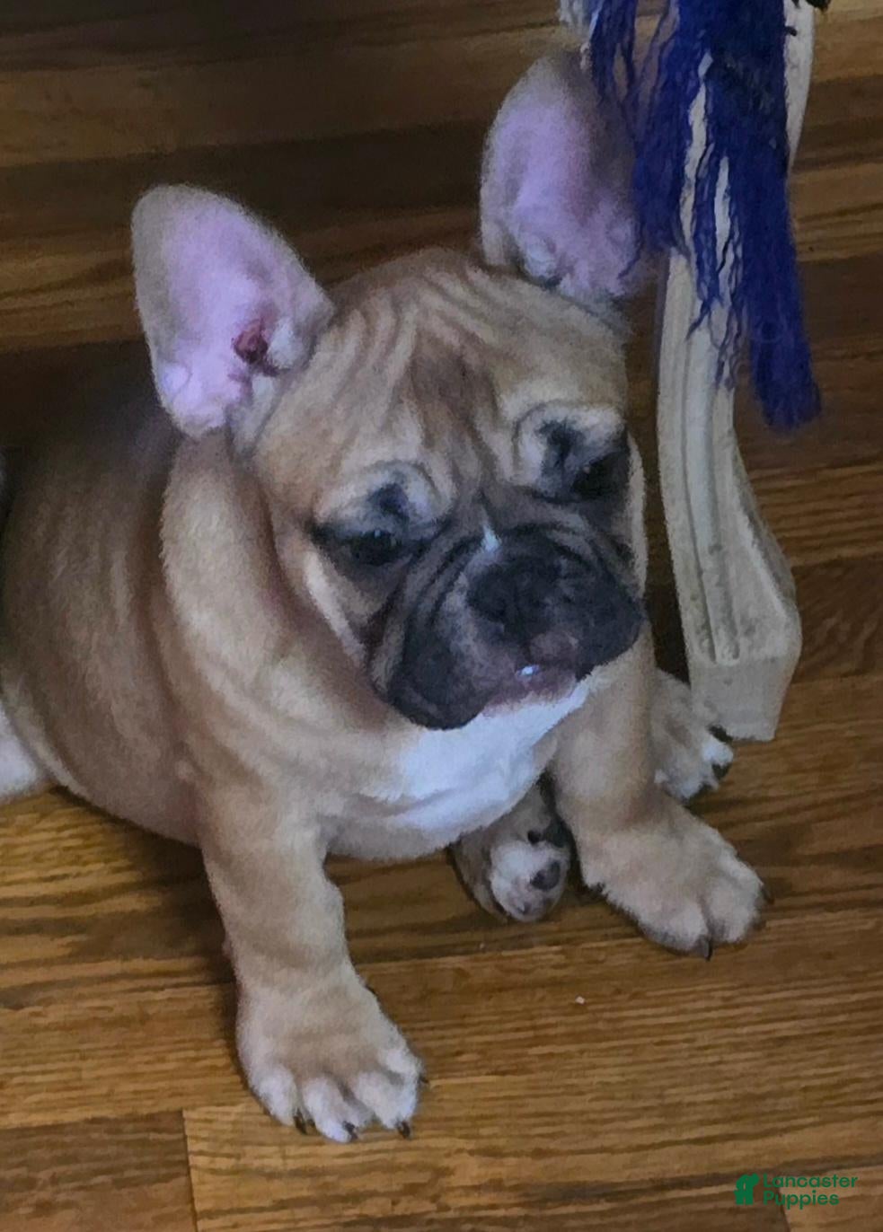 French Bulldog dogs for sale: Frankie - Ad 1