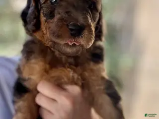 Mini Goldendoodle dogs Mini Goldendoodle “Navy” - Ad 15