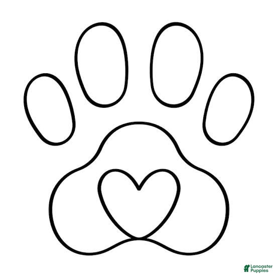 Standard Poodle dogs Standard Poodle 6 - Ad 15