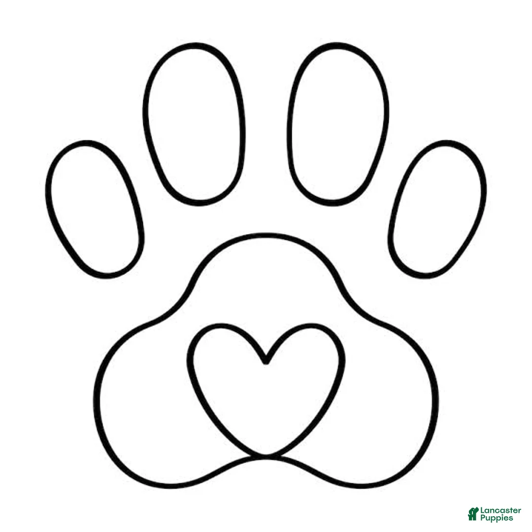 Standard Poodle dogs for sale: Standard Poodle 6 - Ad 1