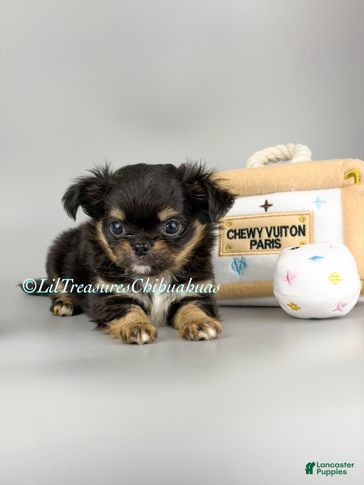 Chihuahua dogs Prime - Ad 11