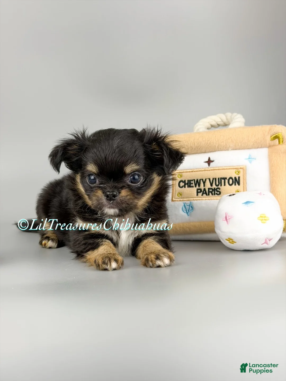 Chihuahua dogs for sale: Prime - Ad 1