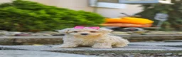Maltipoo dogs for sale: Maple - Ad 6