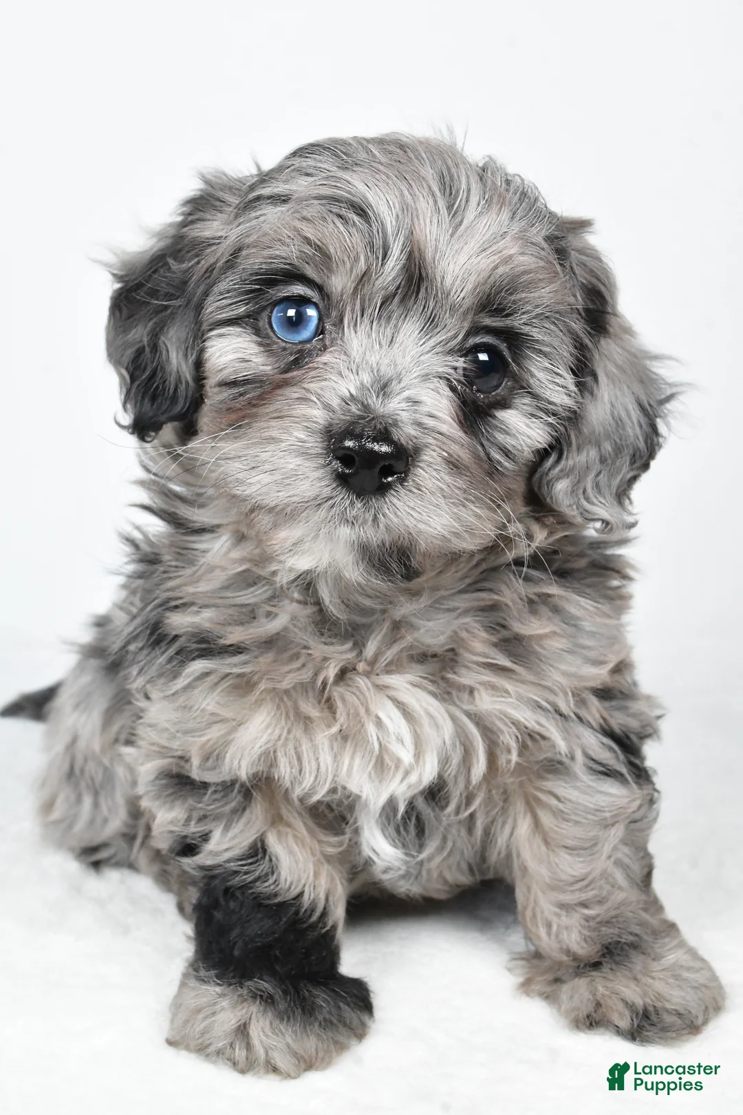 Yorkiepoo dogs for sale: River - Ad 7