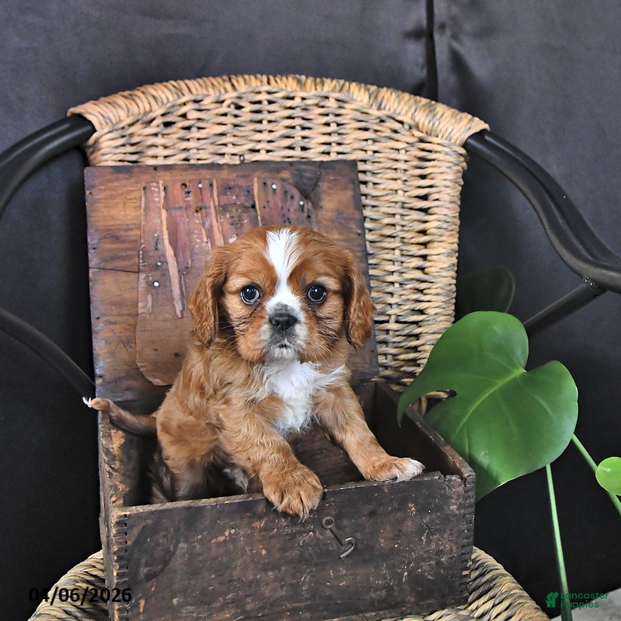 Cavalier King Charles Spaniel dogs Dexter - Ad 2