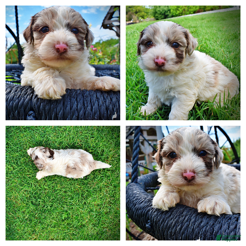 Havapoo dogs Simba - Ad 1