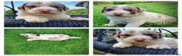Havapoo dogs for sale: Simba - Ad 1