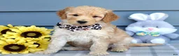 Goldendoodle dogs for sale: Hailey - Ad 8