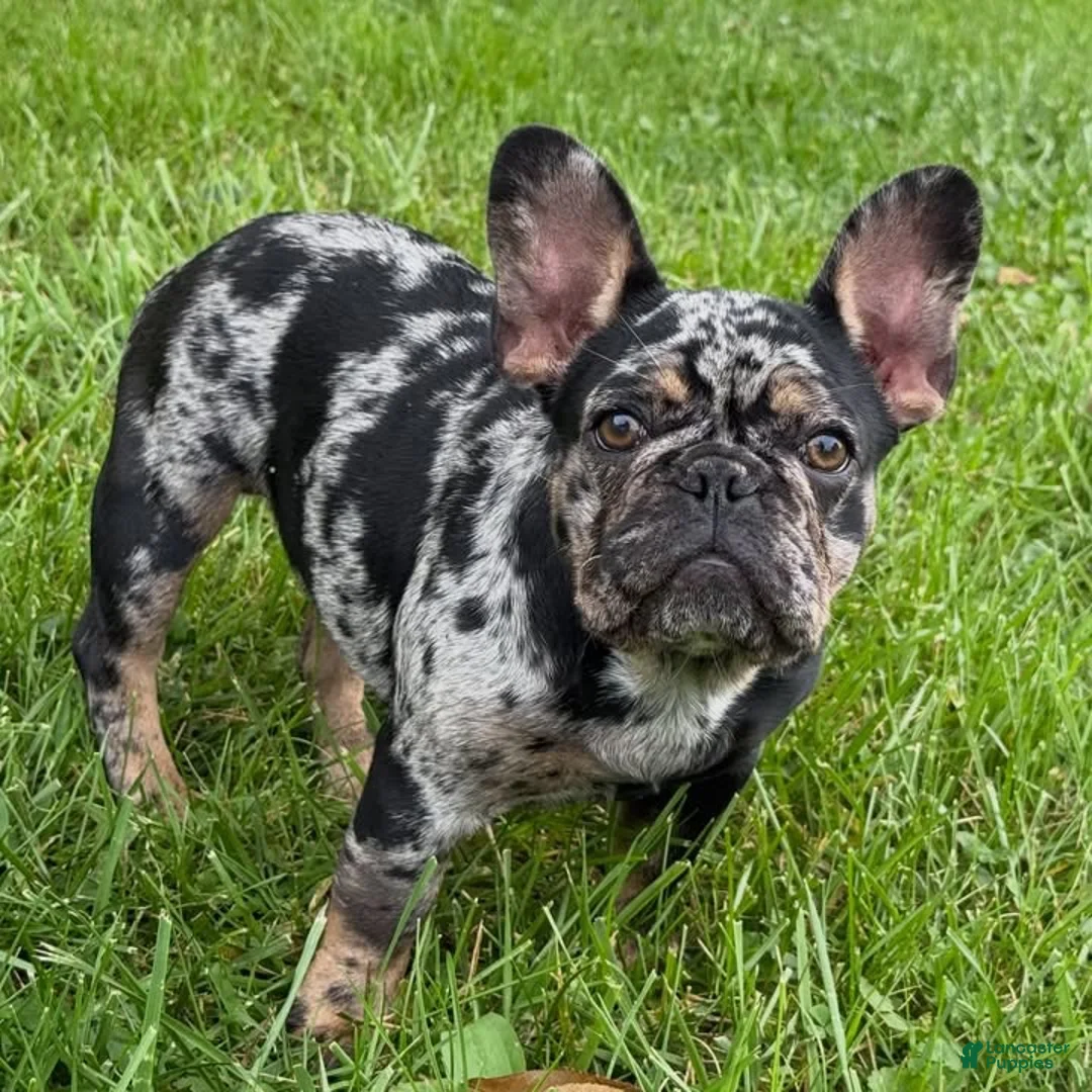 French Bulldog dogs for sale: French Bulldog 1 - Ad 3
