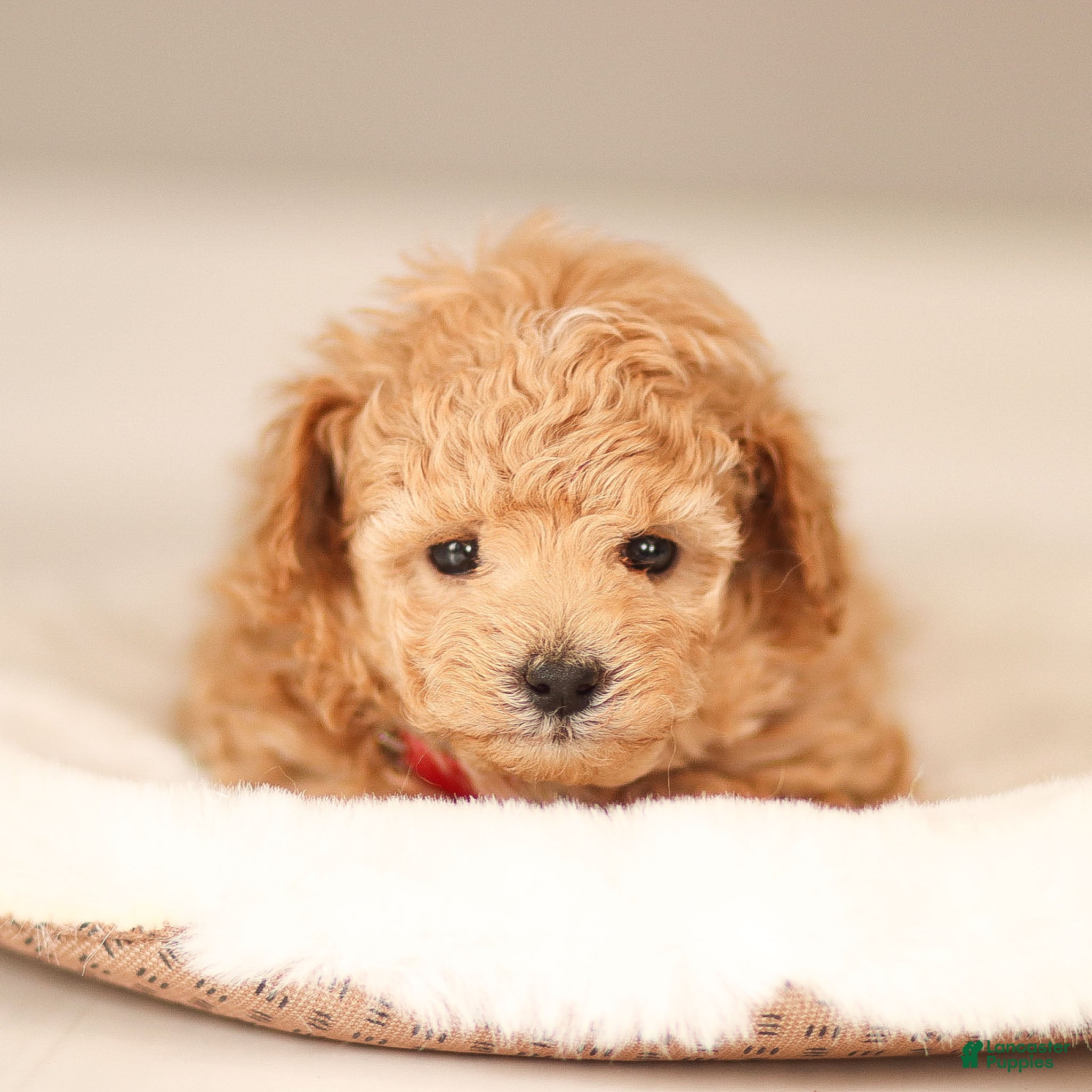Maltipoo dogs Maltipoo Puppy 1 - Ad 1