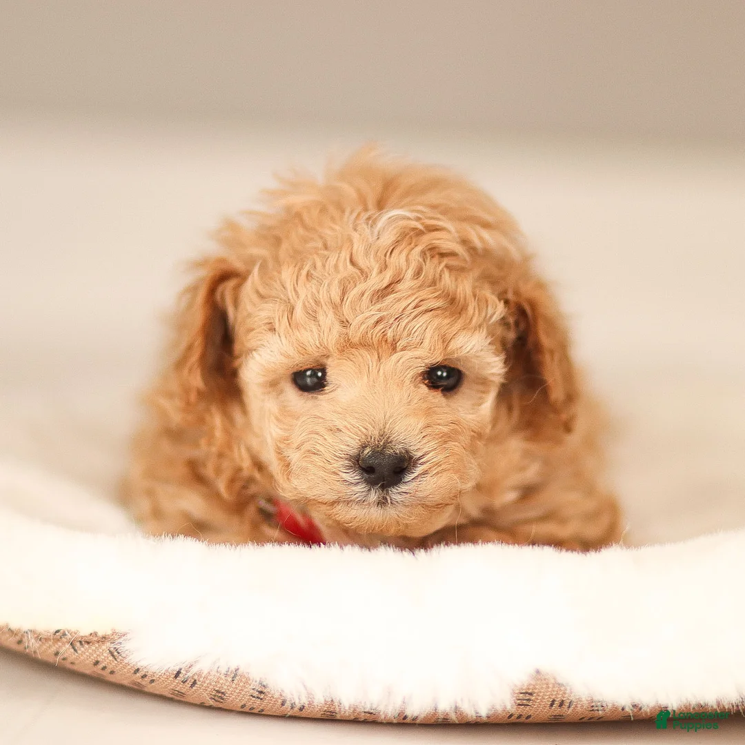 Maltipoo dogs for sale: Maltipoo Puppy 1 - Ad 1