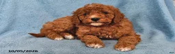 Mini Goldendoodle dogs for sale: Snickers - Ad 1