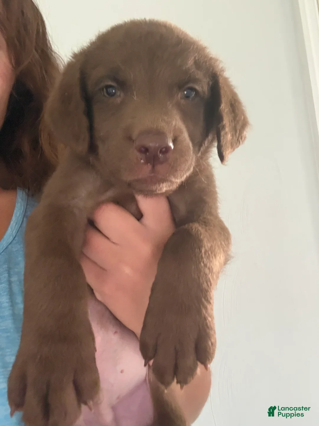 Chesapeake Bay Retriever dogs for sale: Chesapeake Bay Retriever 5 - Ad 2
