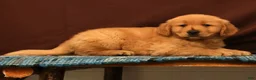 Golden Retriever dogs for sale: Rob - Ad 4