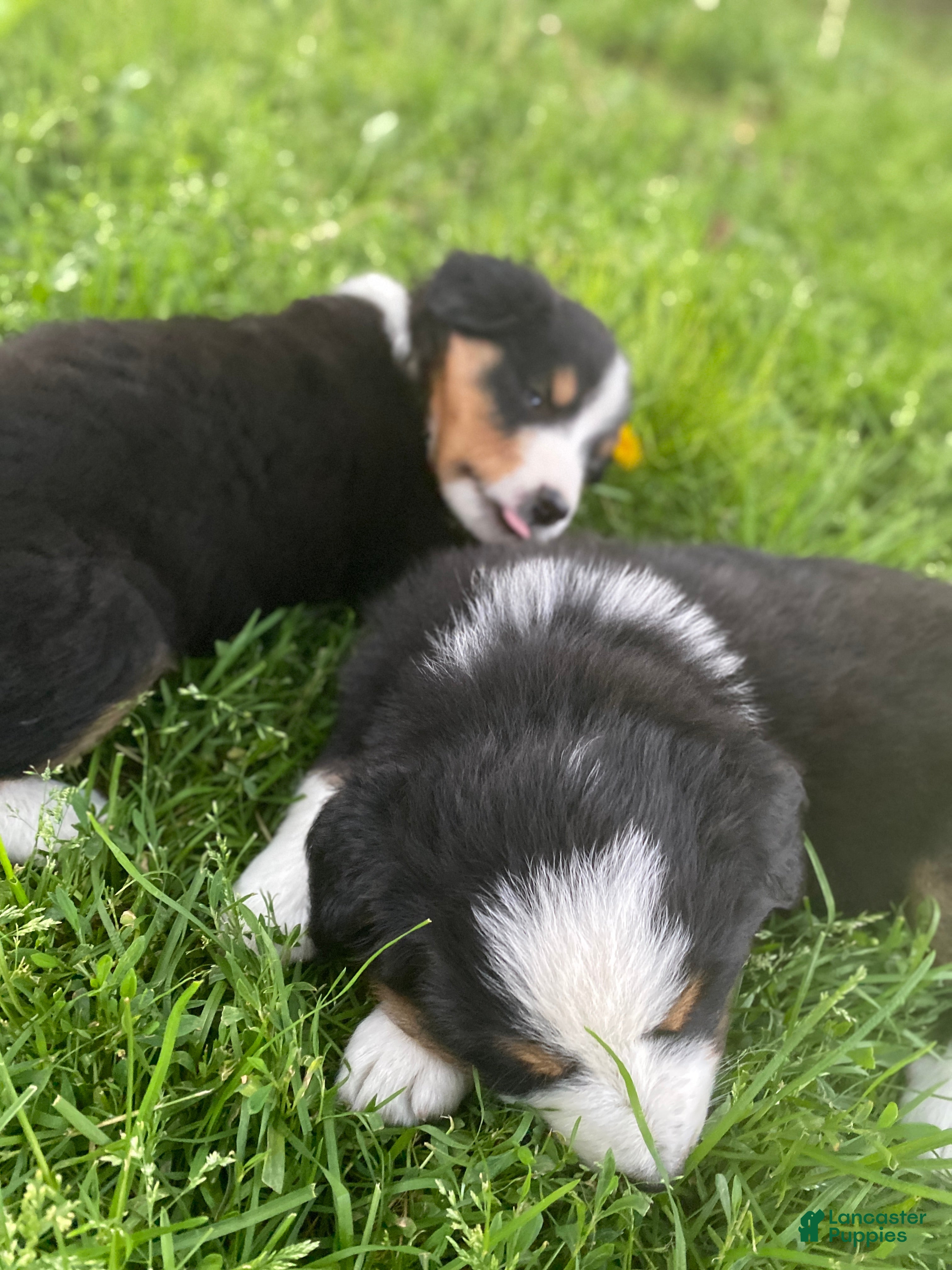 Mixed Breed dogs for sale: ♥️SWEET ROCCO♥️ - Ad 3