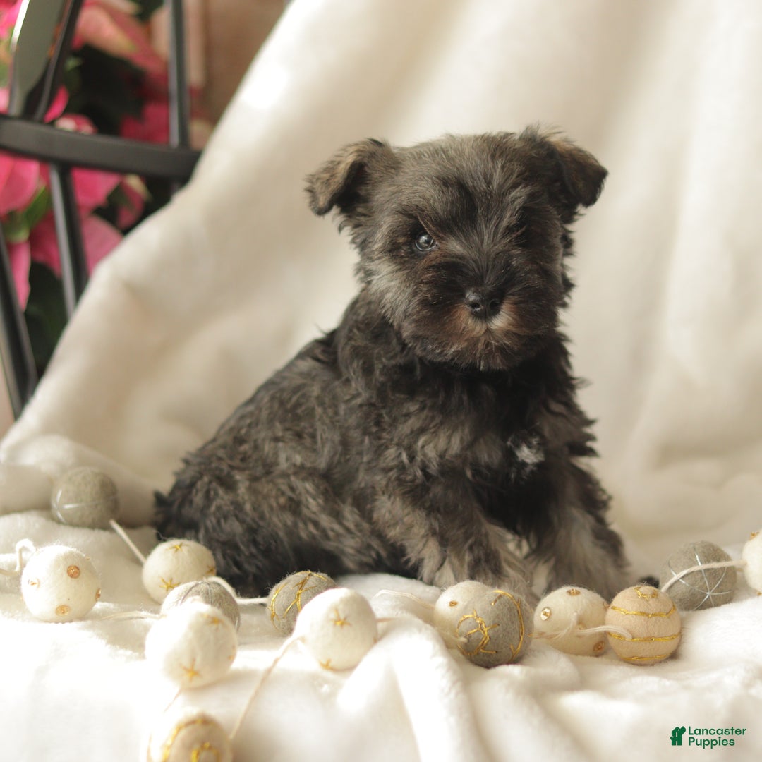 Miniature Schnauzer dogs for sale: Millie - Ad 3