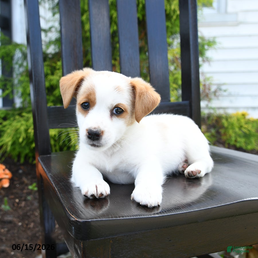Jack Russell Terrier dogs Tilly - Ad 1