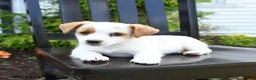 Jack Russell Terrier dogs for sale: Tilly - Ad 1