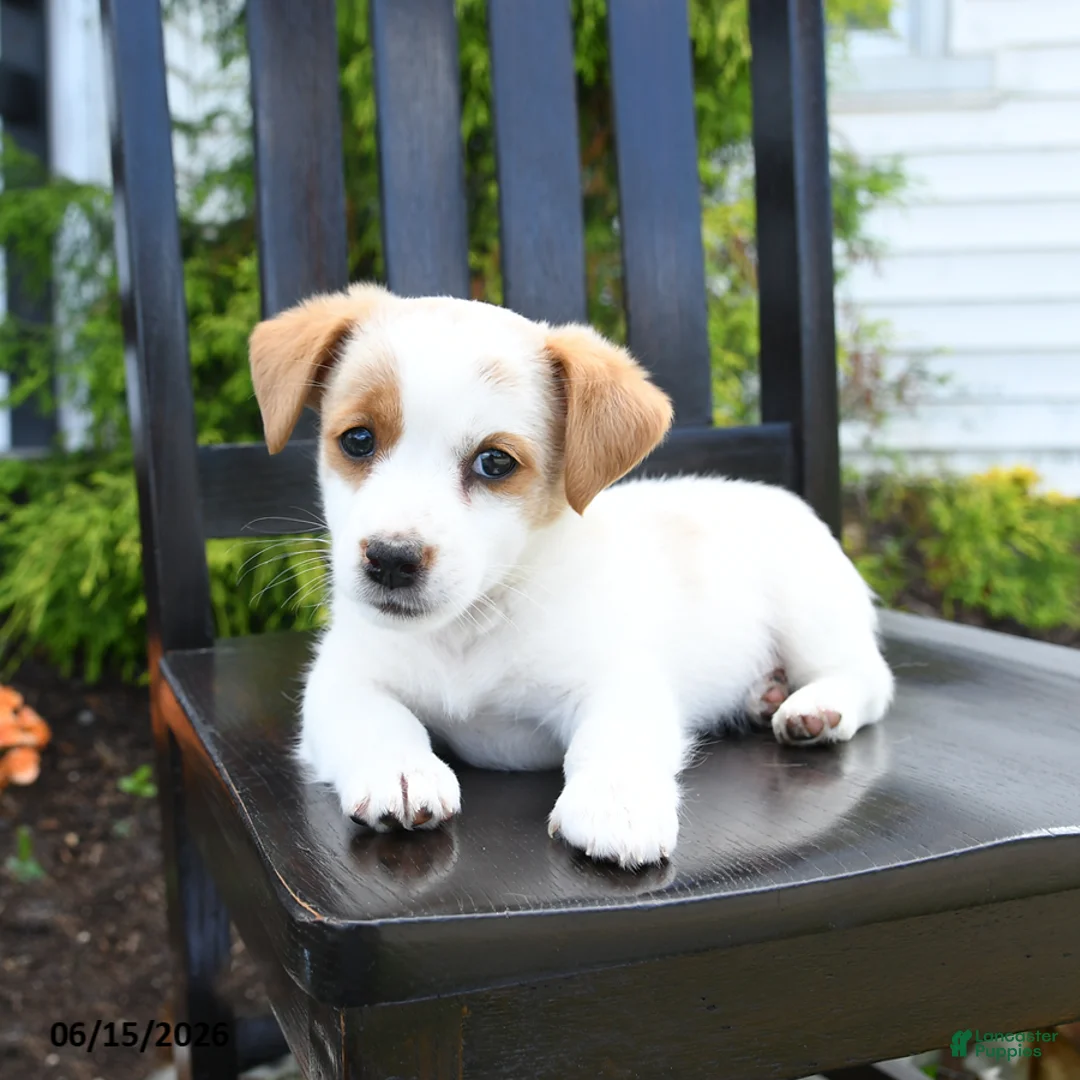 Jack Russell Terrier dogs for sale: Tilly - Ad 1