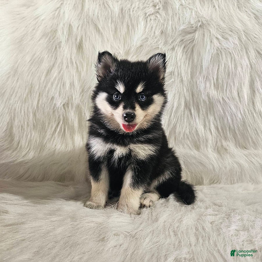 Pomsky dogs Allie - Ad 2