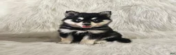 Pomsky dogs for sale: Allie - Ad 2