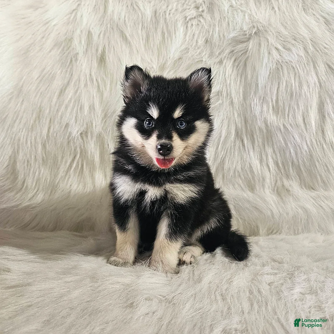 Pomsky dogs for sale: Allie - Ad 2