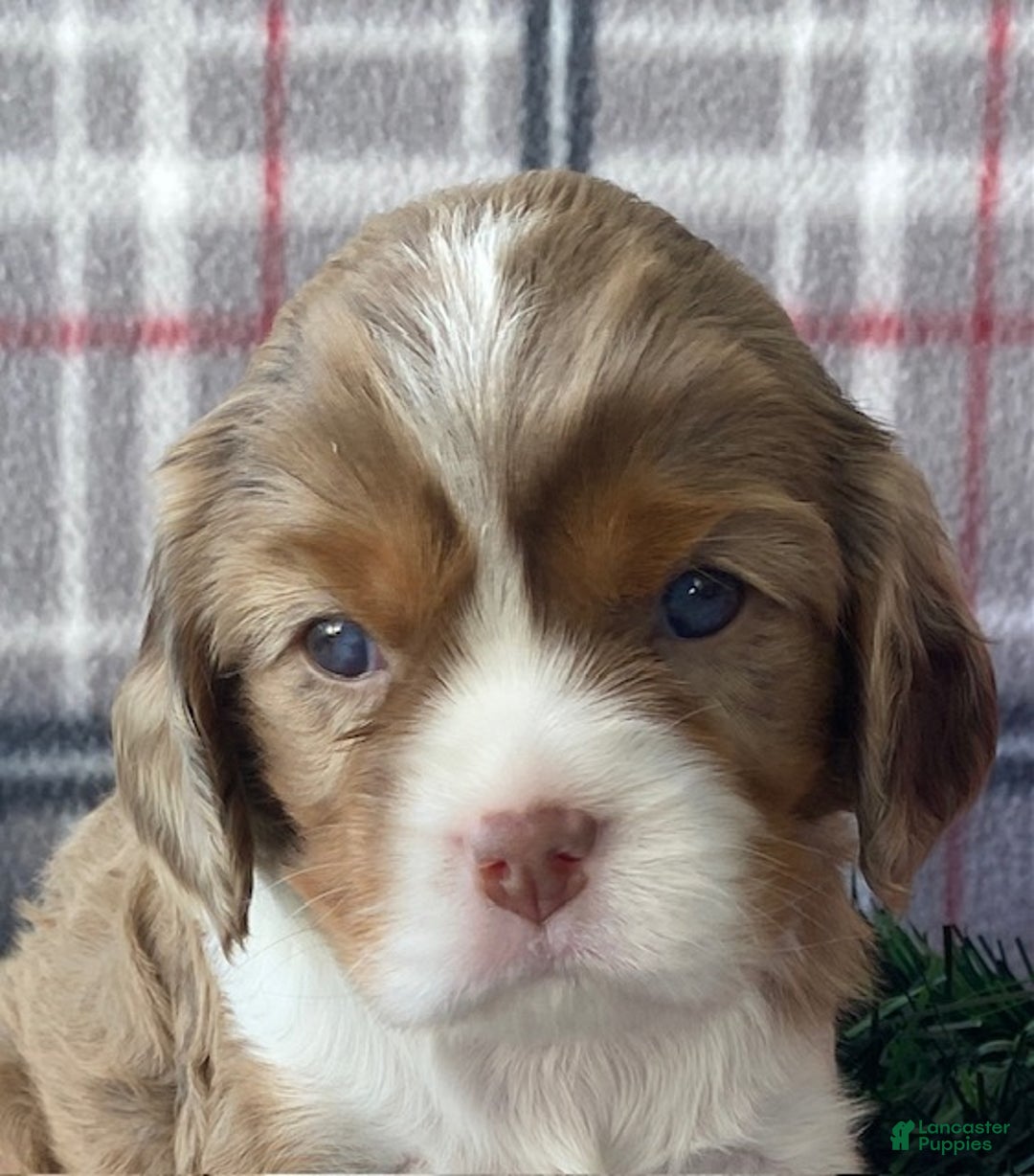Cavalier King Charles Spaniel dogs for sale: Joy - Ad 1