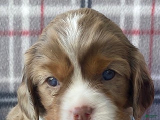 Cavalier King Charles Spaniel dogs Joy - Ad 36