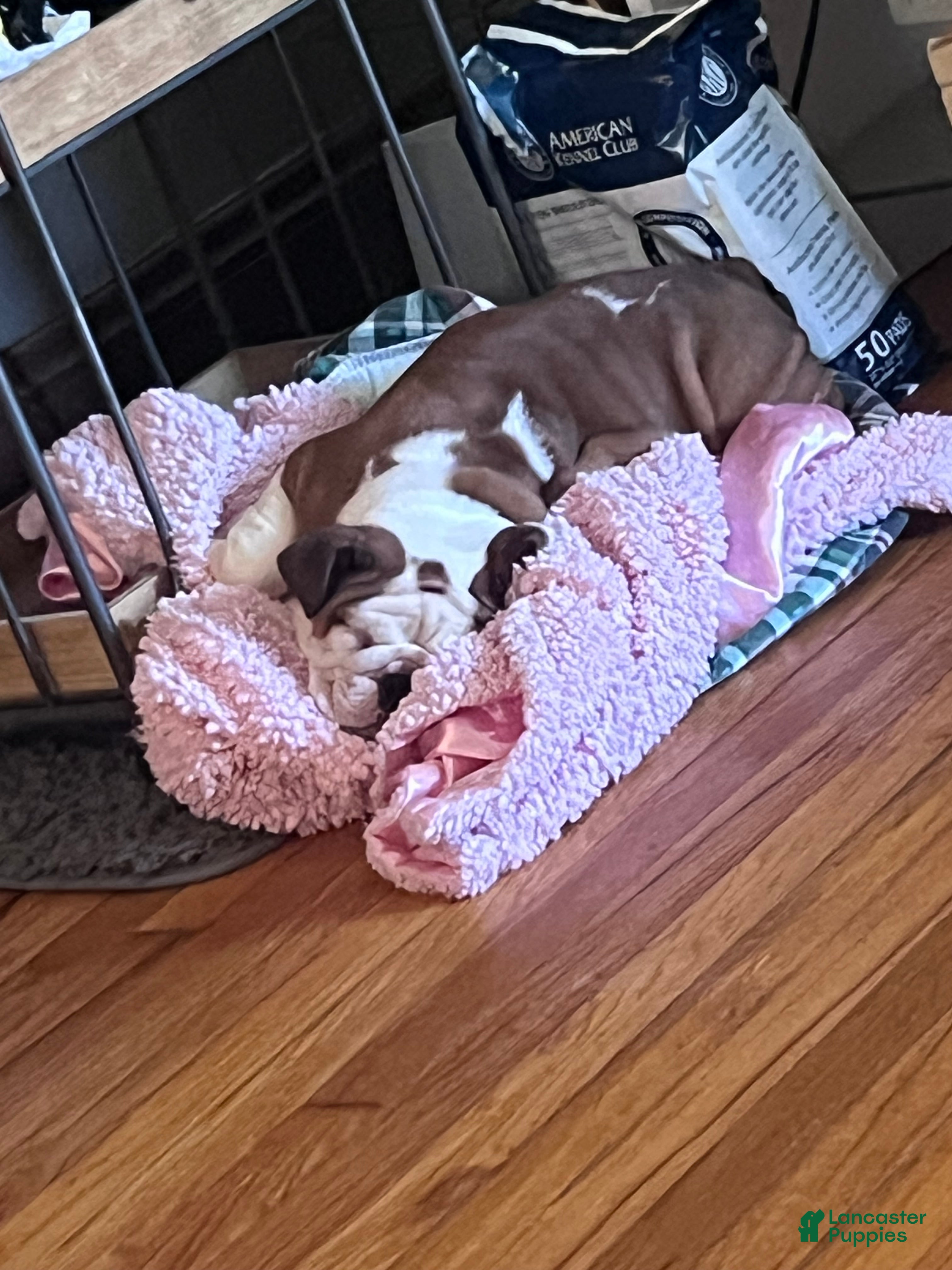 English Bulldog dogs Ms.Daisy ❤️ - Ad 2