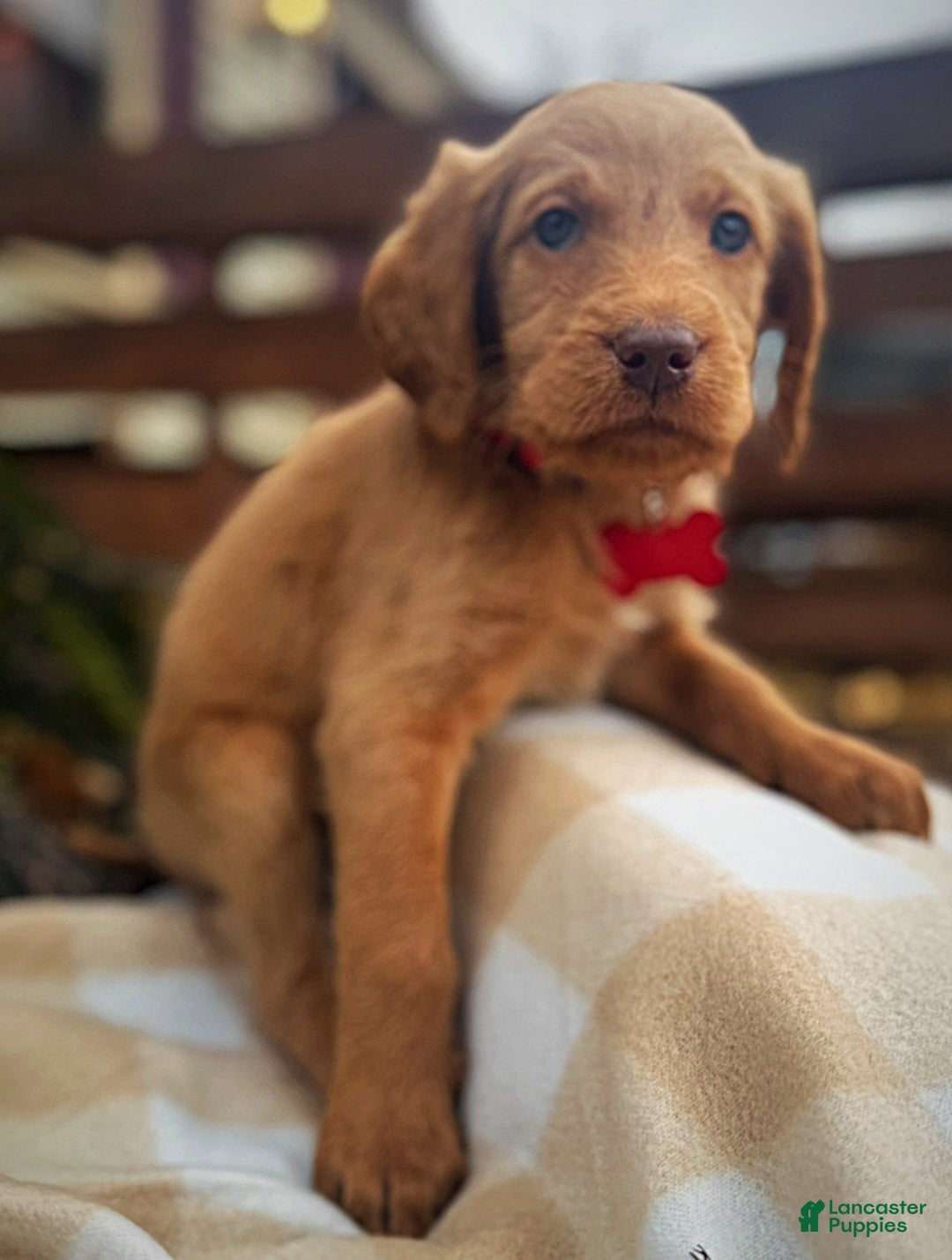 Labradoodle dogs for sale: Labradoodle Puppy 1 - Ad 6