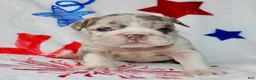 English Bulldog dogs for sale: Lilly - Ad 3